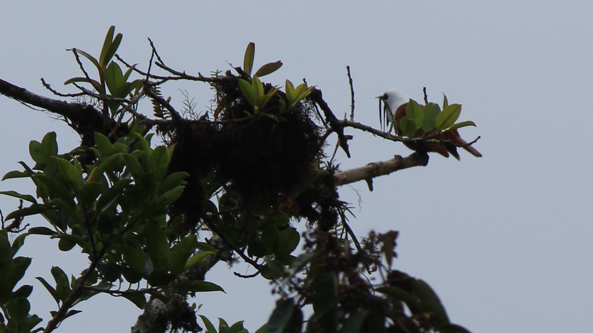 Lagomarsino_L's tweet photo. I don't mean to brag, #BirdTwitter, but look at this excellent specimen🔔 we spotted during fieldwork in #Monteverde, #CostaRica with @L_DBall earlier this year ! Not so bad for a group of botanists, right? #WattlesForDays #ThreeWattledBellbird https://t.co/kB9tCdu0ys