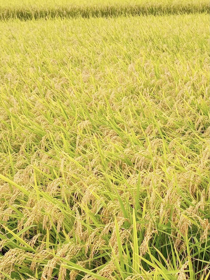 energyflow77777's tweet photo. 金色の投網をかけるから
しっかりつかまって

海のうえまで
ひきあげるから

あなたに
あなたの秘密を
おしえよう

あなたは
飛び魚✨
だったんだよ

金色のおひさまの
ひかり浴びて
好きなだけ
飛びまわったら
いいよ

金色に輝いて
飛びまわったら
いいよ✨

神社の神さまより
2021年9月15日

#宇宙 https://t.co/eO1yZEwoZ2