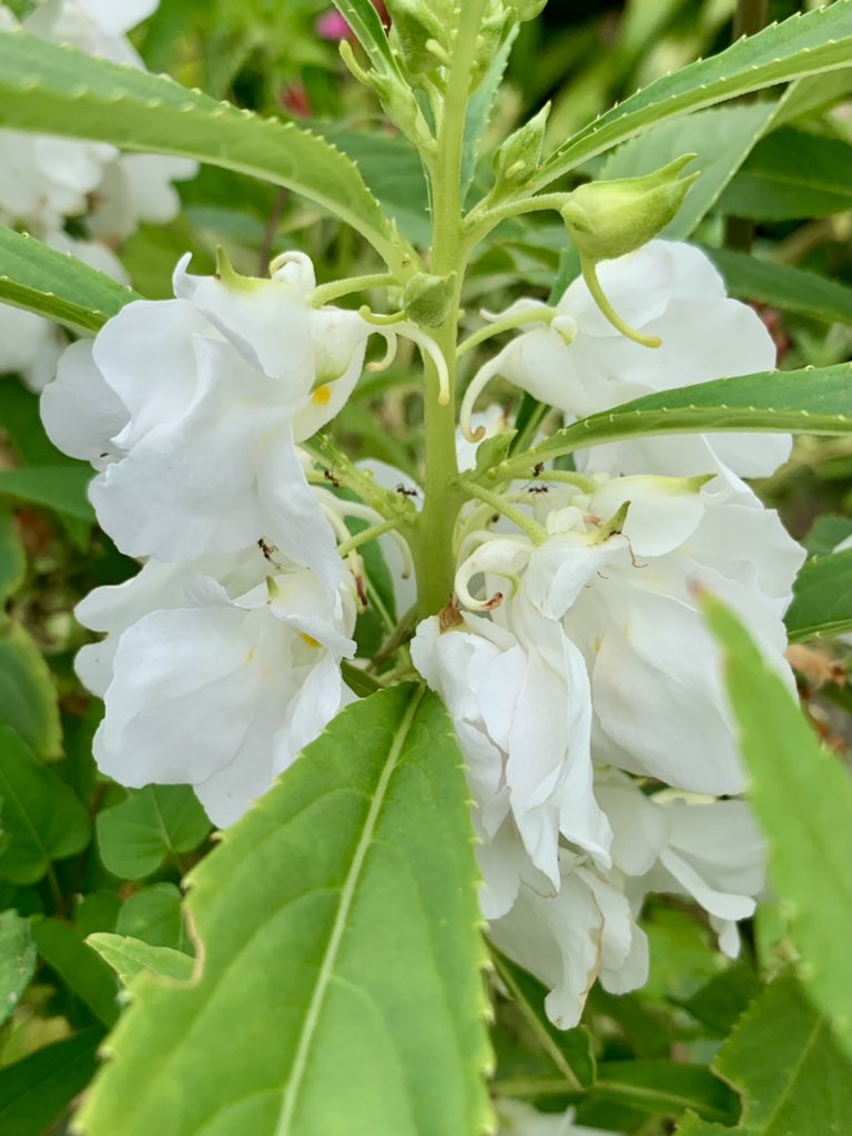 Cloudsailor 星羅の一日一花 Pa Twitter ホウセンカ 鳳仙花 染指草 別名ツマベニ 爪紅 ホネヌキ 花色は赤 白 ピンク 紫など 果実は熟すと弾けて種を遠くに飛ばす ツリフネソウ科ツリフネソウ属 東南アジア原産 Garden Balsam Rose Balsam Touch Me Not