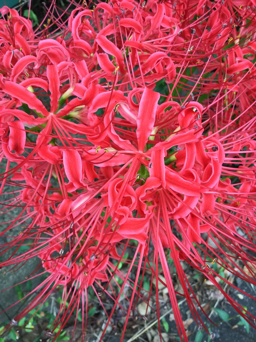 ヒガンバナ彼岸花。またの名をマンジュシャゲ曼珠沙華。 