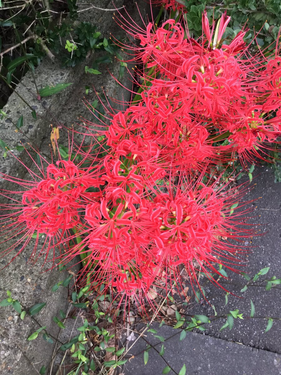 ヒガンバナ彼岸花。またの名をマンジュシャゲ曼珠沙華。 