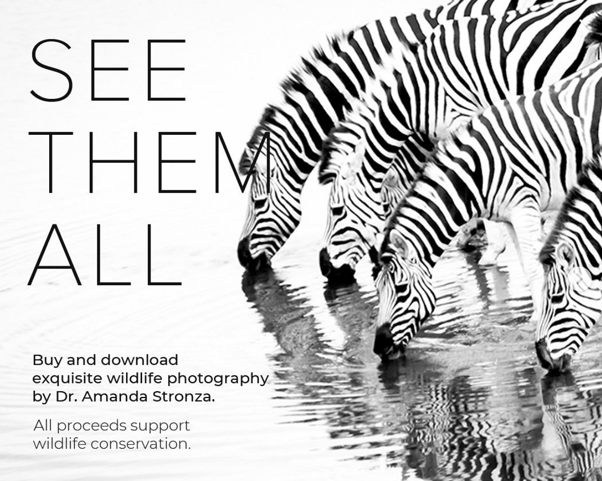 Inxeption_Corp's tweet photo. Today's #wildlife feature: a zeal of #zebras at the local watering hole. 

Join Inxeption to help protect amazing animals like these and their habitats. 

All proceeds from https://t.co/PoctyP370a are donated to wildlife #conservation. 

Photography by @AmandaStronza https://t.co/Xad96QQqgk
