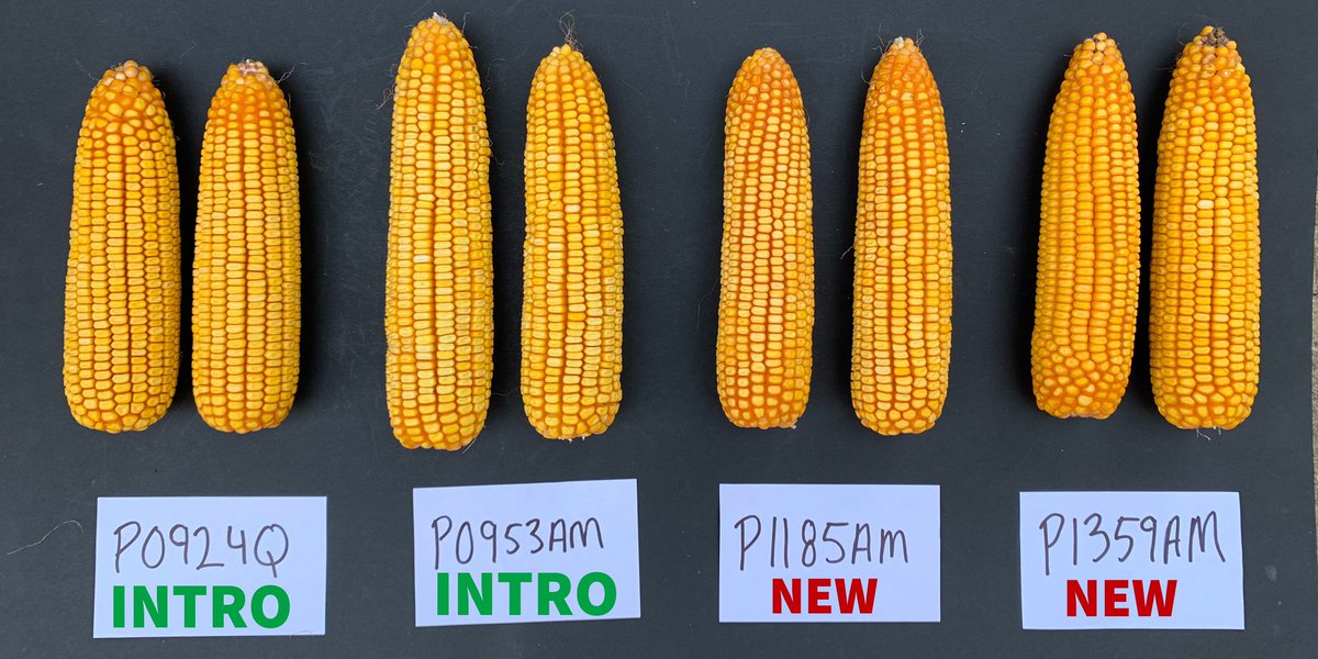 Emily Huber (@emilyhuber22) on Twitter photo Lots of plots beginning to come out. Here are a few key <a href="/PioneerSeeds/">Pioneer Seeds U.S.</a> hybrids to keep your eye on this harvest in Illinois! 🌽 #cornrevolution Lots of plots beginning to come out. Here are a few key <a href="/PioneerSeeds/">Pioneer Seeds U.S.</a> hybrids to keep your eye on this harvest in Illinois! 🌽 #cornrevolution