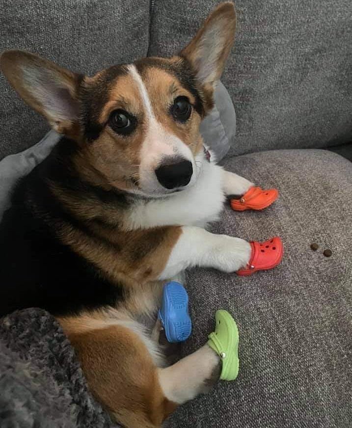 corgi crocs
