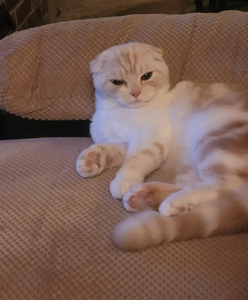 Buzzkitty1's tweet photo. @WinkProgress Fergus says "shew"! Also, that was expensive and stupid. ๐ฌ
#CatsAgainstTrump #RecallFail #cats #CatsOnTwitter #CatsofTwittter https://t.co/M71xCJj2PG