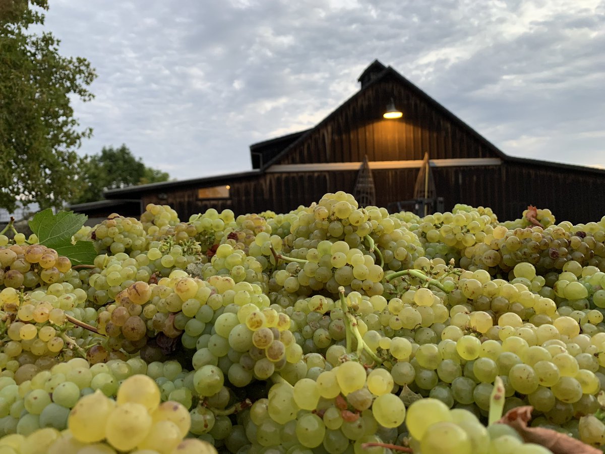 Hi Twitter friends! It’s been a minute! 

We’ve officially started harvesting with lots of Chardonnay &amp; Pinot in from the field. 

Things looking good so far 😊 

Happy sippin’ 🍷🍷