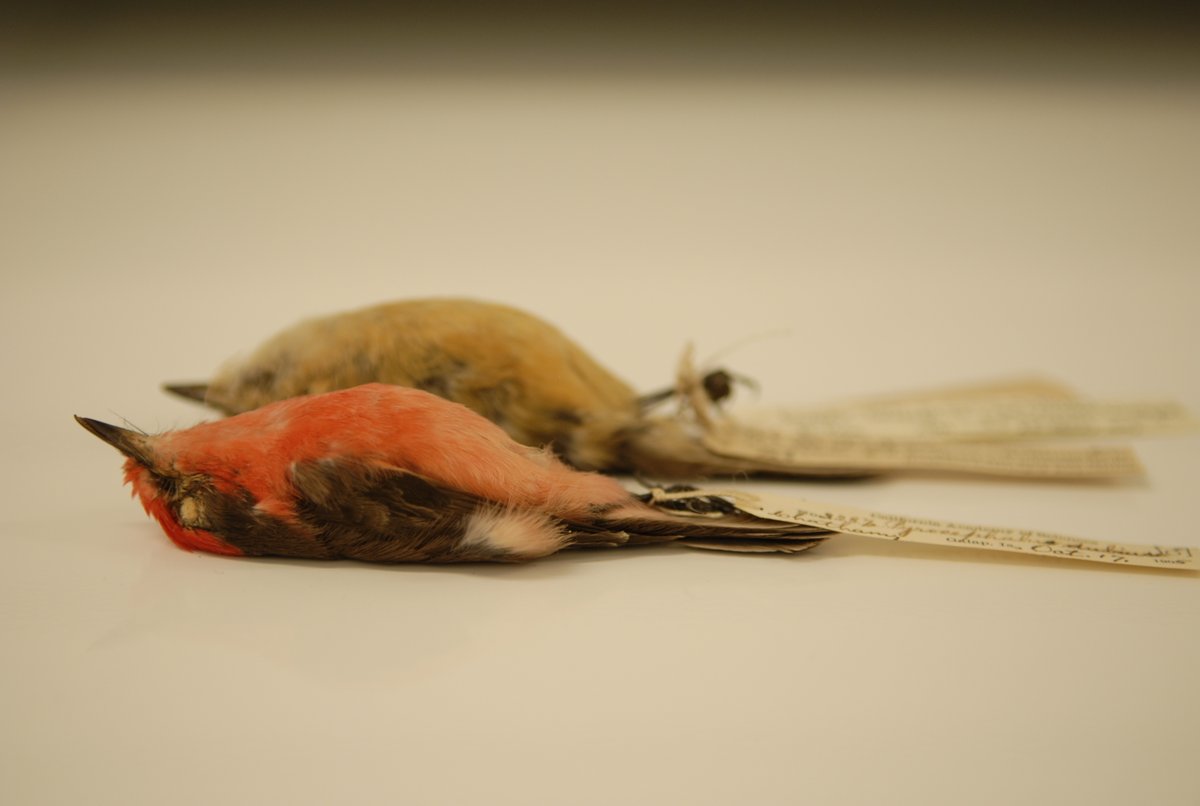 The San Cristóbal Vermilion Flycatcher (Pyrocephalus dubius) hasn't been seen in many years and may be extinct. But with @DarwinFound biologists from Galápagos Islands, we are sequencing their genomes from 100+ year old specimens @calacademy! #HispanicHeritageMonth