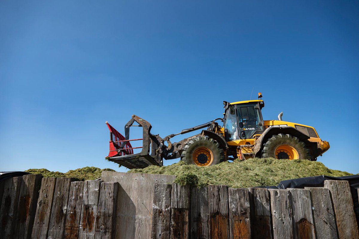 barberscheese's tweet photo. Alfie and his team are finishing up the super nutritious, sustainable #silagemaking. Silage making is a way of ensuring that every blade of grass we grow on the farm is used, and used to maximum effect. Our cows love eating our silage and we love, too, that it’s so good for them! https://t.co/jtjiSzfAot