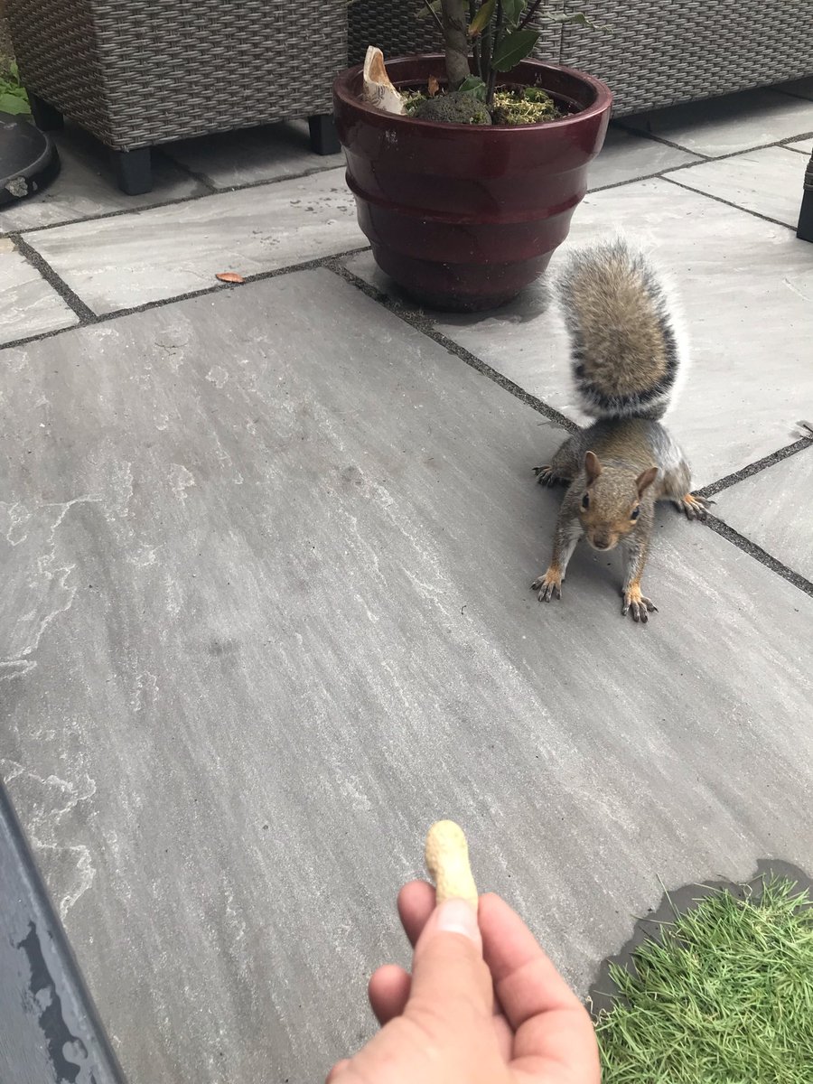 Viva_el_Swain's tweet photo. “If you want a friend, then feed any animal”
#janesaddiction #Summertimerolls https://t.co/n97rAcH6GA