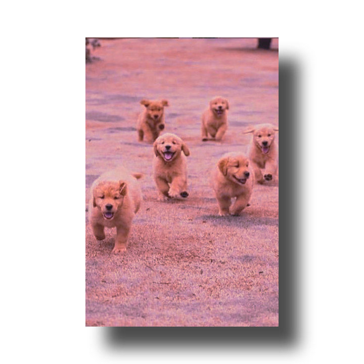 LADYKlLLER_'s tweet photo. ᅟᅟᅟᅟᅟᅟ
ᅟᅟᅟᅟᅟᅟ ♥︎  ፡  𝘀𝗎𝗉𝖾𝗋 𝖽𝗎𝗉𝗲𝗿
ᅟᅟᅟᅟᅟᅟ  𝗰.𝗎𝗍𝖾! ˳(˃ᴗ˂)༚ 
ᅟᅟᅟᅟᅟᅟ  #AllPurpleSunset
ᅟᅟᅟᅟᅟᅟ https://t.co/cECbwiT8MS