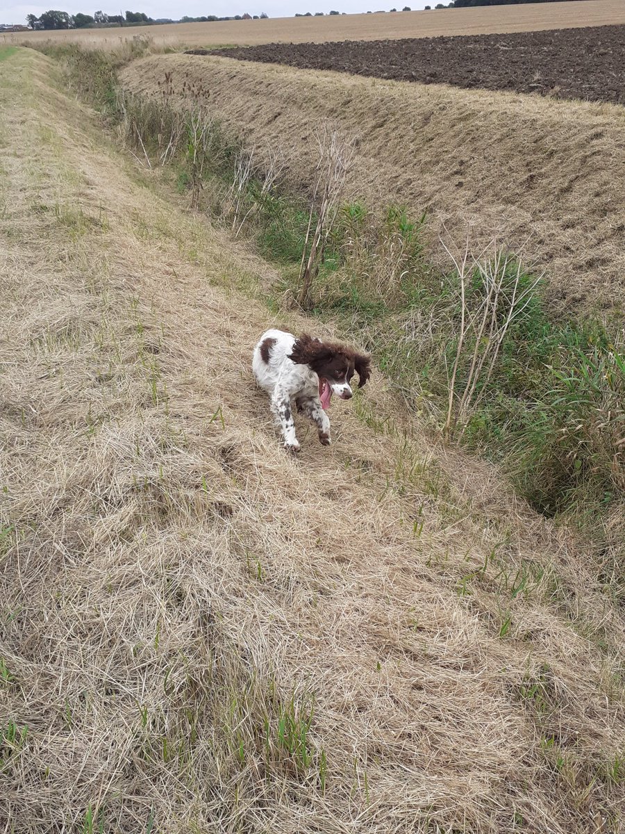 Bestestgundog's tweet photo. My ears wos havin a happy doggin in time todayπππβ€#workinSpaniel #dogginIn #lincywolds https://t.co/60NwvHwOBn
