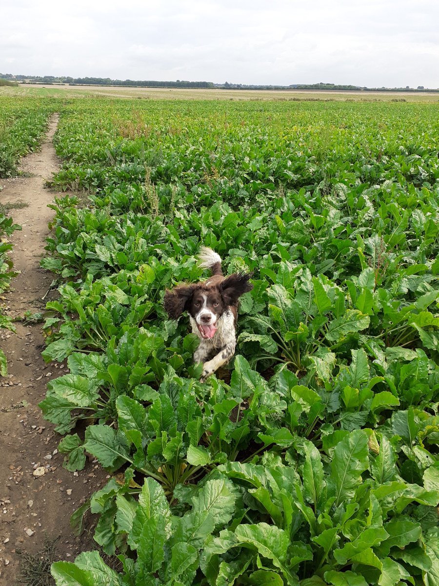 Bestestgundog's tweet photo. My ears wos havin a happy doggin in time todayπππβ€#workinSpaniel #dogginIn #lincywolds https://t.co/60NwvHwOBn