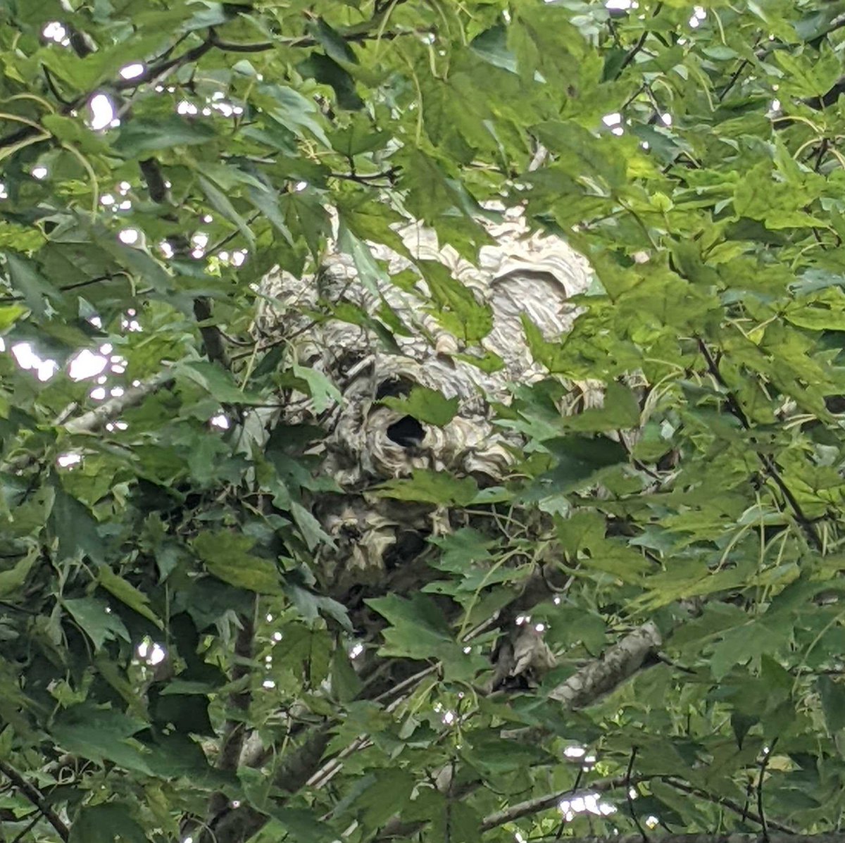 ScoutPest's tweet photo. This time of year wasps and yellow jackets are very common! If you see a nest like this stay clear and call in the pros. https://t.co/TxrV1ba7si