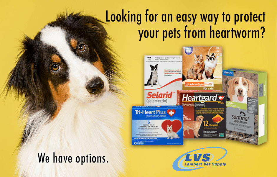 LambertVSupply's tweet photo. Eliminate Heartworm Disease for your pet now! Heartworms present a potentially life-threatening health risk for your cat & dog. We offer a huge selection of heartworm preventives at competitive prices. Here's more —> https://t.co/cmDefHlOpu Heartworm meds always ship free! https://t.co/SfRYEmCJOM