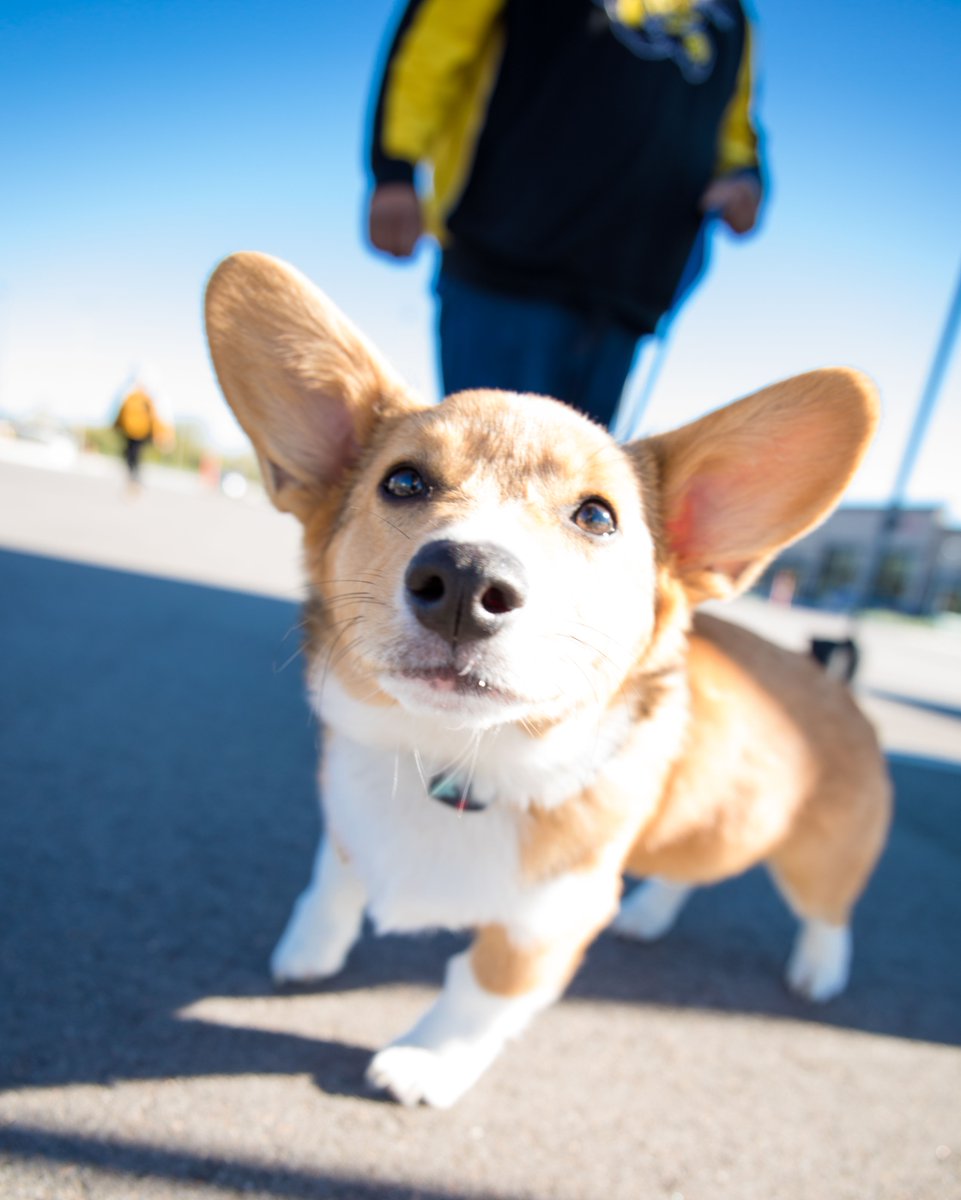 WichitaState's tweet photo. Campus: the ultimate destination for September walks. 🐶 ✨ #WSUviews https://t.co/9XNyxjp2Lp