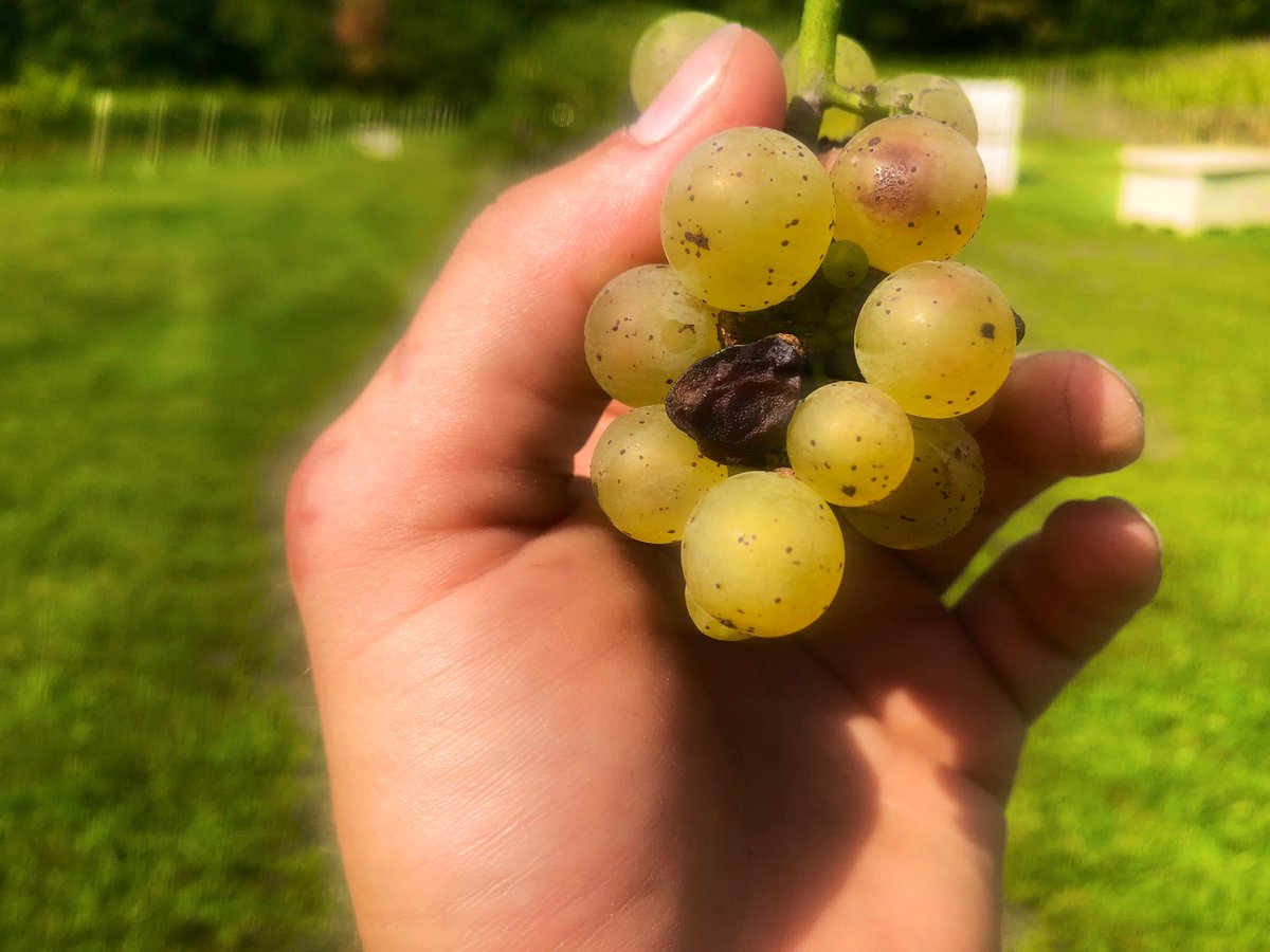 MattOosterhouse's tweet photo. So we’re picking pinot blanc grapes today and it’s a beautiful 75°F and sunny.  It’s safe to say I have no raisin to feel sad.  😂😂  (look at the center of the grape cluster 😅).  

#dadjokesbutnotadad
#winerywork
#VitaminD https://t.co/ytNRVnuAQH