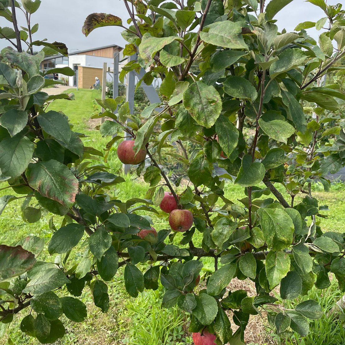 With autumn upon us, we are welcoming a harvest of apples from the orchard. They do feature on our sweet menu, but you will also find our savoury apple sauce on the <a href="/Crowesfarm/">Crowe's Farm</a>  free-range pork blaa. We also use the peels and cores to make our own HQ cider vinegar 🥳 #ZeroWaste