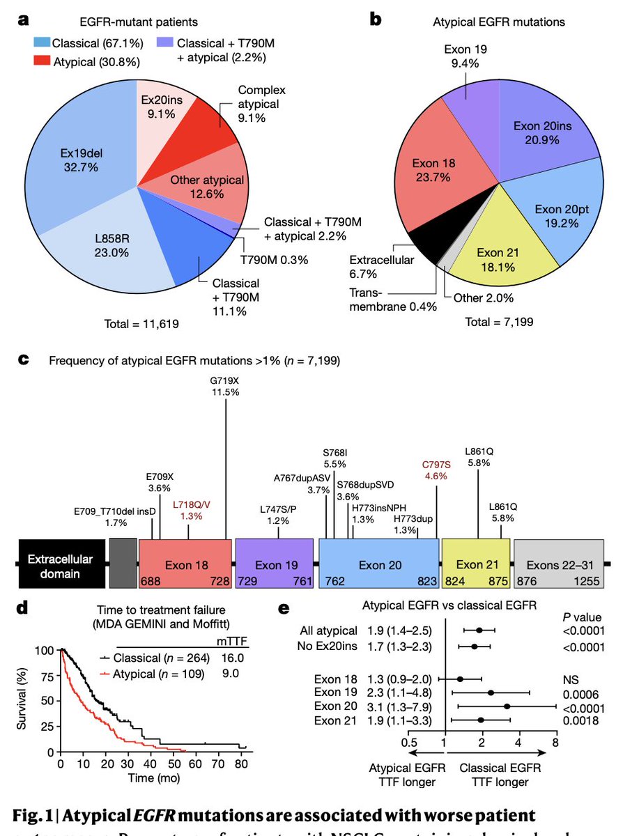 jillfeldman4's tweet image. Fascinating research! @JMPRobichaux &amp;amp; team found #EGFR mutations (atypical too) can be divided into 4 distinct subgroups based on structure &amp;amp; function - which better predict drug response &amp;amp; pt outcomes than exon based groups #LCSM @OncoAlert 
Full article go.nature.com/3nJhOSm