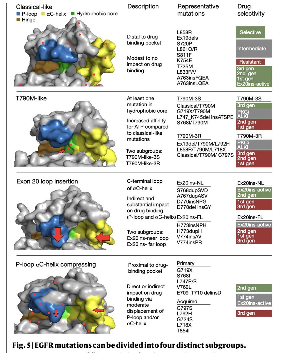 jillfeldman4's tweet image. Fascinating research! @JMPRobichaux &amp;amp; team found #EGFR mutations (atypical too) can be divided into 4 distinct subgroups based on structure &amp;amp; function - which better predict drug response &amp;amp; pt outcomes than exon based groups #LCSM @OncoAlert 
Full article go.nature.com/3nJhOSm