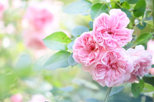 サト愛 ブログで幸せ自由人 スローライフ中 S Tweet おはようございます 今の私の心に響いた言葉は ビル ゲイツの名言 問題は未来だ だから私は 過去を振り返らない だから 過去ではなく 望む未来を今思い描いて前進しよう と私は思います おは戦