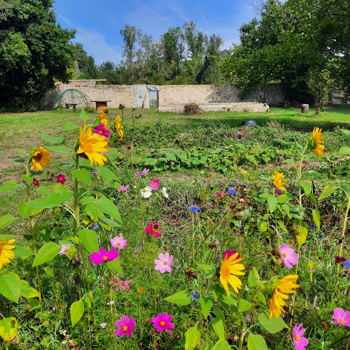 SiTesJardin's tweet photo. 👌🍅 Super 2e étape des #100lieuxnourriciers à #Vierzon ! 2 jours de festival avec des animations sur le compost, les légumes, la pollinisation à destination des scolaires et des partenaires de l'écopole aliment La Chaponnière. Merci à la #Régiedeterritoire C2S pour son accueil ! https://t.co/7lOb3UmpRd
