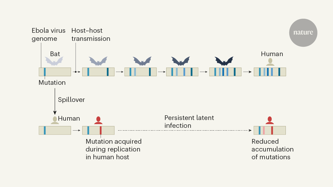 halstørklæde Kør væk foretrækkes Nature News & Views on Twitter: "Investigation of mutations in the Ebola  virus genome indicates that the recent outbreak in Guinea was triggered by  reactivation of latent virus in a human survivor (