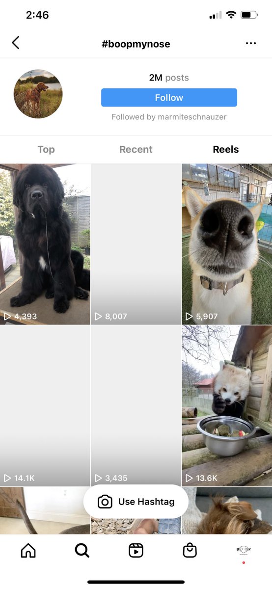 Boop My Nose ® tweet media