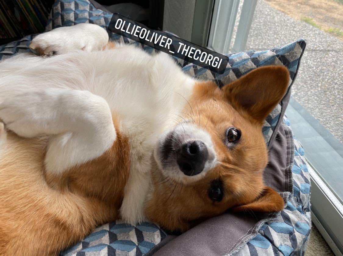 Oliver_TheCorgi's tweet photo. #NailDay for Ollie 💅🏻
-
Such a sassy boy when it comes trimming his nails #puppyeyes
-
Have a wonderful #wednesday everyone and stay safe🐾 #corgilove #corgipuppy #groomingday #corgiboy https://t.co/SGBAEPbVrZ