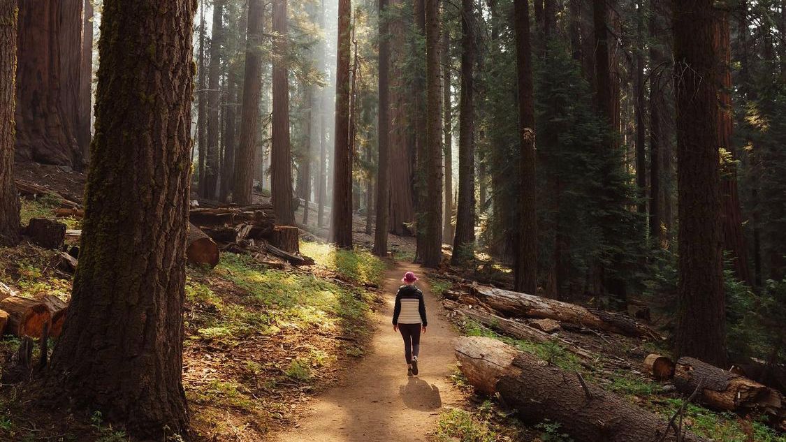 cotopaxi's tweet photo. “Every forest branch moves differently in the breeze, but as they sway they connect at the roots.” - Rumi⁣

📷 : @ jason ogdon⁣
#GearForGood https://t.co/GlIJoe20QH