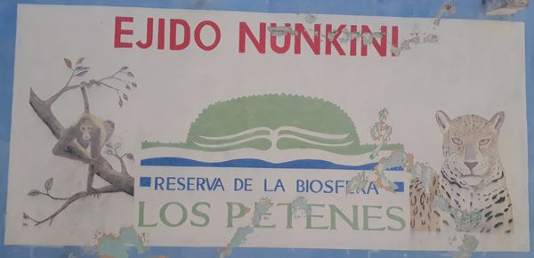 CinvesProdPrim's tweet photo. Por interés de la comunidad, @CinvesProdPrim, @ProgMexCarb, @ENES_Merida, #LANRESC, @oceanfdn y #ResilienciaAzul en cooperación con @CONANP_mx y el Ejido Nunkiní, hemos iniciado actividades para la evaluación del carbono azul en la Reserva de la Biosfera Los Petenes. https://t.co/v1jPQTVyFS
