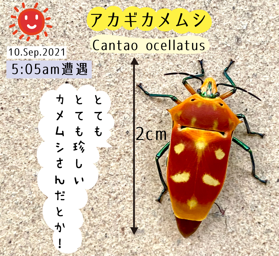 Top Tweets For カワイイ虫 Instalker