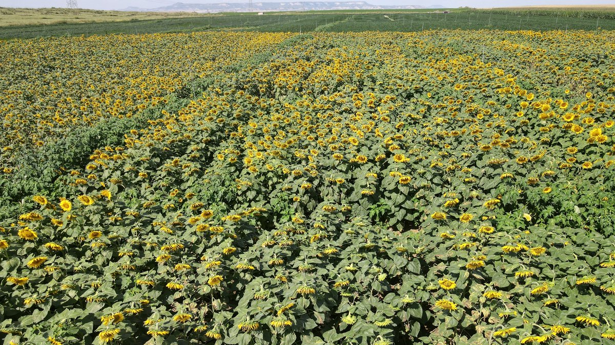 63popovito's tweet photo. Trabajos de cultivos rastrojeros #redarax con @CoopEjea en @Cinco_Villas. Buscando alternativas a los regadíos en Aragón. #soja #girasol #maiz https://t.co/pHW8I9fdev