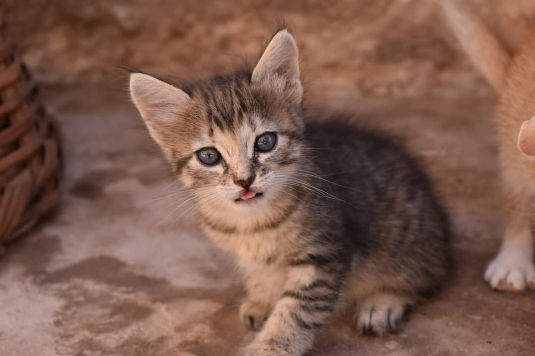 TravelBugBee's tweet photo. The highlight of any of my trips involves animals!
Be it wildlife or pets. They are just the best π
#Morocco #wildlife #photography #Travel #catsofmorocco #doggo https://t.co/Zsn5tgtQ34