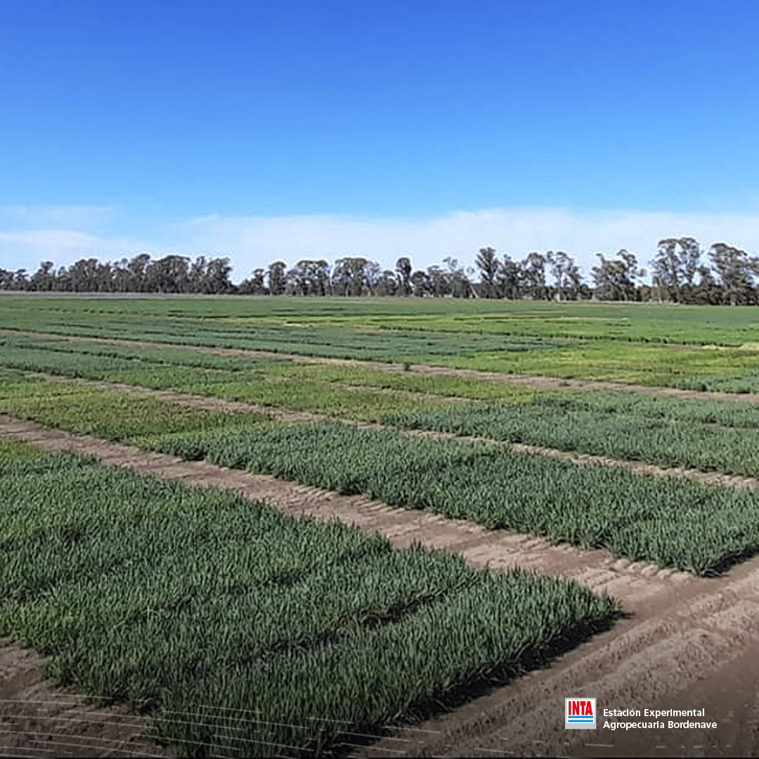 INTABordenave's tweet photo. 📢 Ensayos Comparativos de Rendimiento 2021 en INTA Bordenave
👉 Corte de verdeos de invierno 🌱🌱
#verdeos #triticales y #Centenos van para 4to corte ✔
#avenas y #Cebadas 3er corte ✔ https://t.co/ispvFg2Qsl