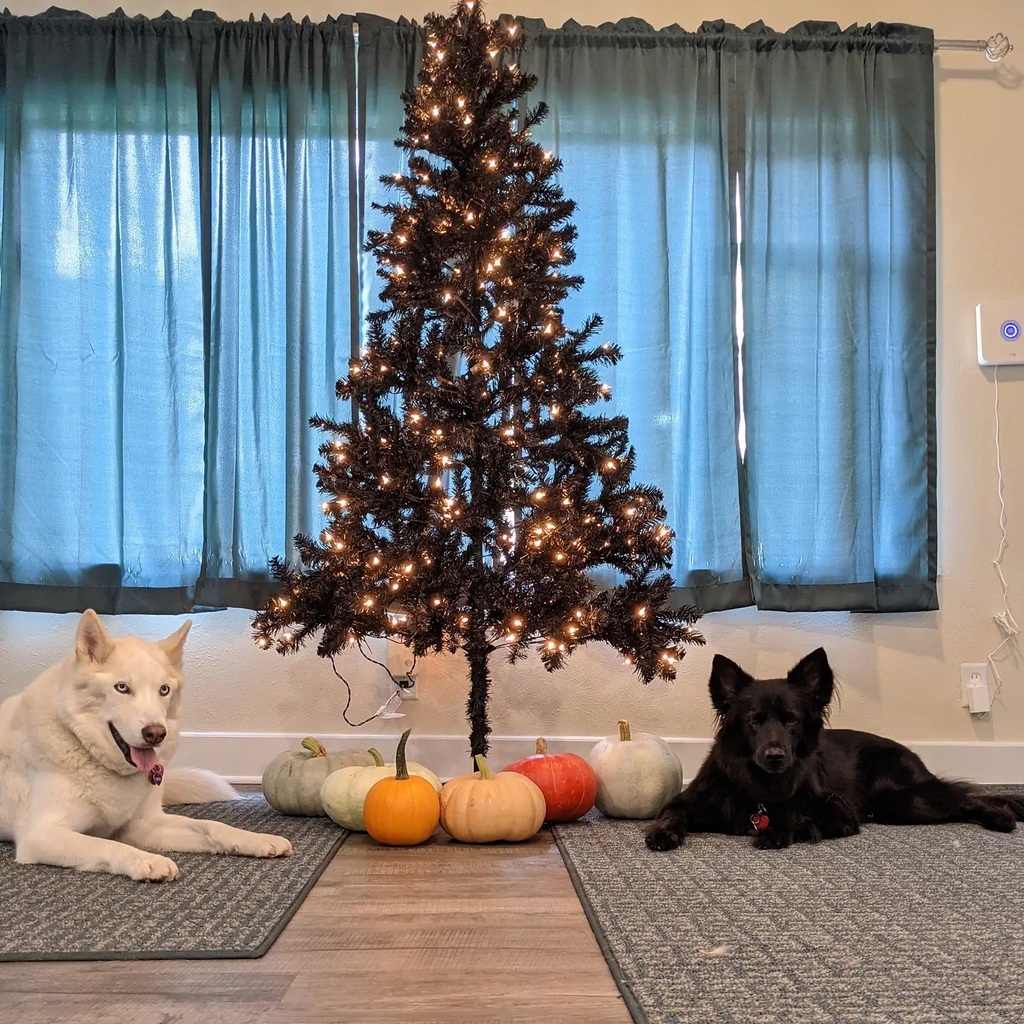 PlacesPaws's tweet photo. This is why I bought a black Christmas tree last year 🖤💜🖤 Getting ready for my birthday, Halloween, Fall, Thanksgiving and Christmas 🤣. Brainstorming on tree decorations. Thinking cobwebs and ghosts for ornaments 🤔
.
.
#lazydecorator #holidaydecor #falldecor #halloweend… https://t.co/buiZjvhcp3