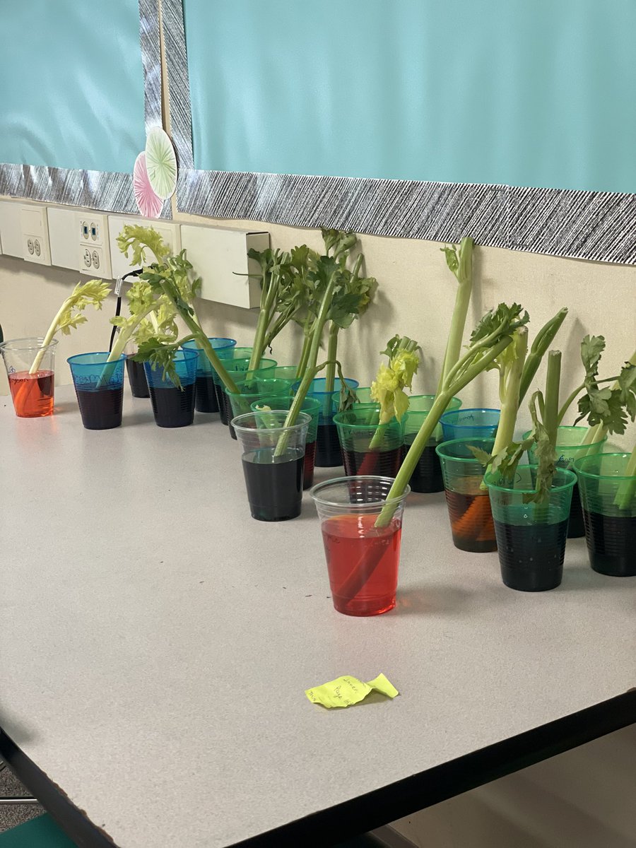 mrsellisteach's tweet photo. Students complete part 1 of a lab experiment in which they will use celery to demonstrate surface cells and transport systems. @TimberDriveES https://t.co/5AM5F9B6Jc