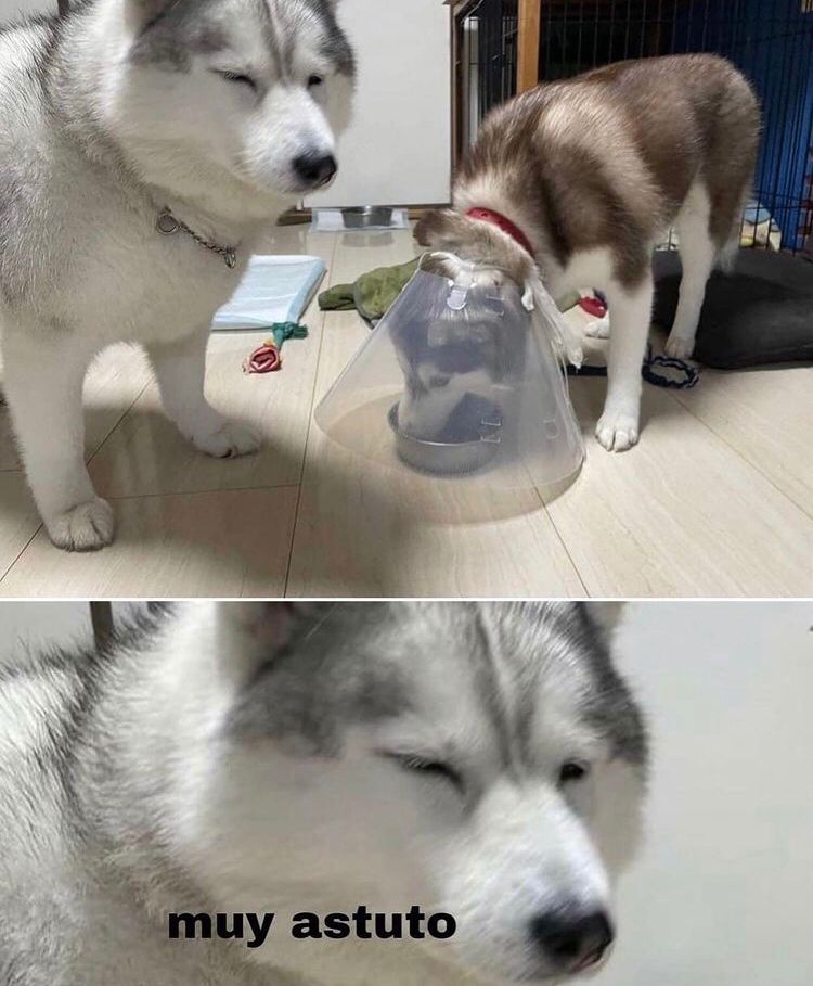 Gordito_Perrito's tweet image. 