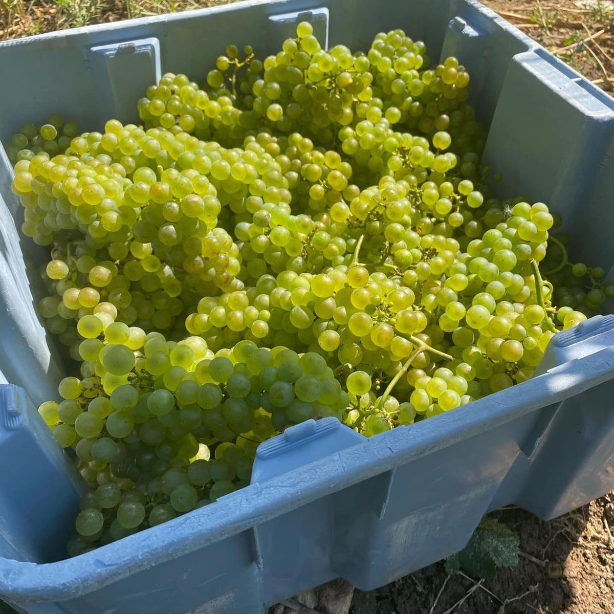 Harvest is underway and our wineries are in the thick of it.

#DiscoverSomewhereness #harvest2021 #crush2021 #vintage2021 #terroir #Wine #PhotoDump