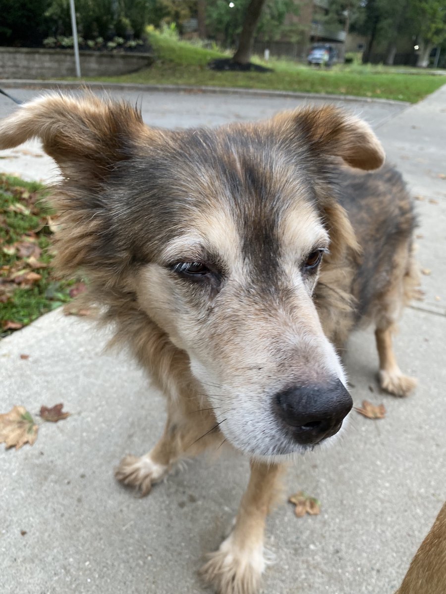 FourLeggerBox's tweet image. Senior dogs love BowzerBox too! Customize their monthly box with items from Bowzershop. BowzerBox.ca 

#SeniorDog #BowzerBox #FourLegger ❤️