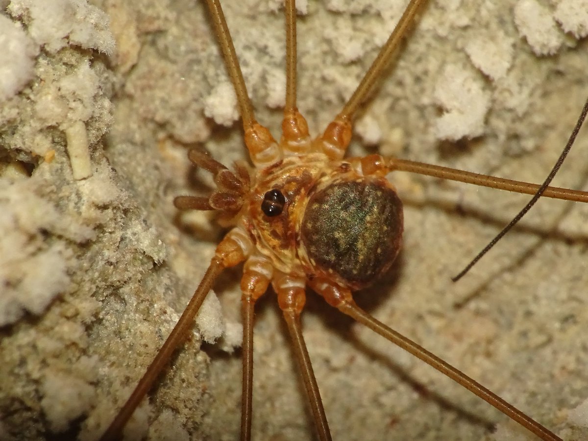 7. Harvestmen (order: Opiliones) are arthropods that belong to the subphylum Chelicerata, which contains spiders, mites, scorpions, among others. Amilenus aurantiacus (family: Phalangiidae) is a harvestman hibernating in caves, often in groups. #systemanaturae