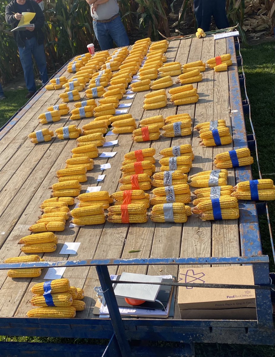 Greg Rosebrook (@grosebrook) on Twitter photo Pioneer consistency across plots in NW Ohio! 😳 <a href="/PioneerSeeds/">Pioneer Seeds U.S.</a> <a href="/CortevaUS/">Corteva U.S.</a> #cornrevolution #madetogrow Pioneer consistency across plots in NW Ohio! 😳 <a href="/PioneerSeeds/">Pioneer Seeds U.S.</a> <a href="/CortevaUS/">Corteva U.S.</a> #cornrevolution #madetogrow