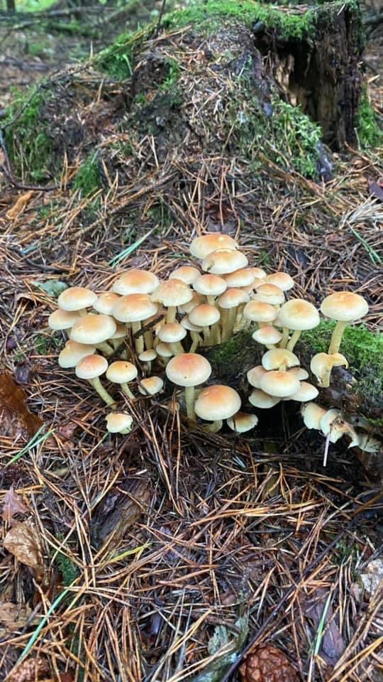 selectscotland's tweet photo. Lennie has been putting his #funghi knowledge to good use in the woods of #Perthshire this week. @STGAGuides @visitperthshire @VisitScotland https://t.co/VfQfNMh2ml