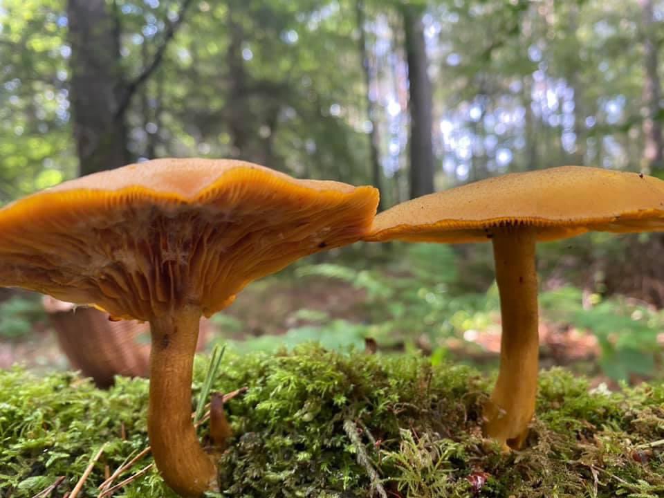 selectscotland's tweet photo. Lennie has been putting his #funghi knowledge to good use in the woods of #Perthshire this week. @STGAGuides @visitperthshire @VisitScotland https://t.co/VfQfNMh2ml