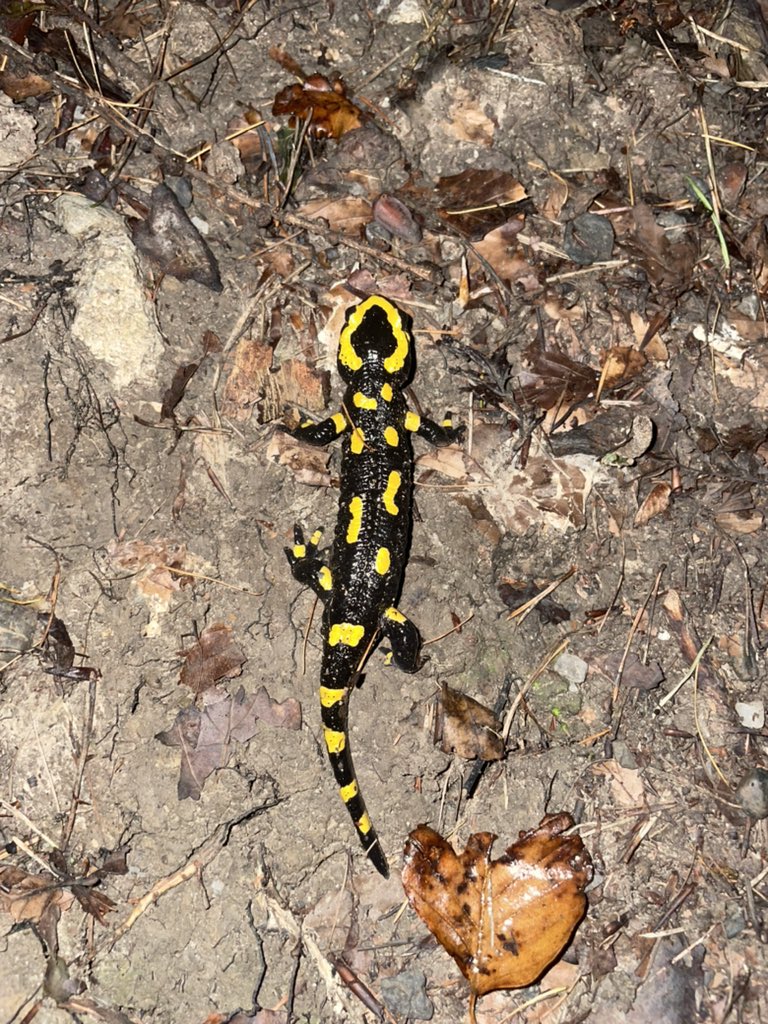 TWCrowther's tweet photo. Awesome day at the @Climeworks #DACSummit21, learning about direct air carbon capture. Topped off by a rare sighting of this little beauty in the forest on the way home https://t.co/MvfJZnvzGl