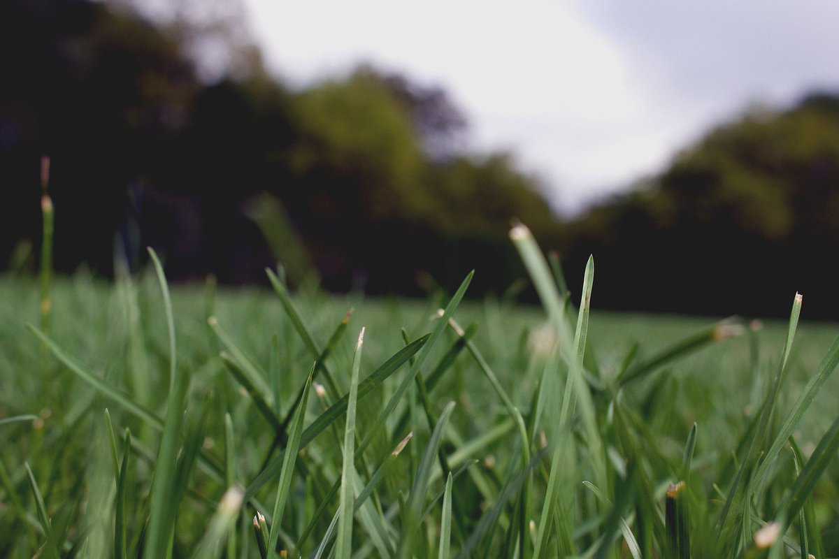 LouisvilleRecy1's tweet photo. It is that time of year to consider getting ready your #landscaping ready for fall and winter. If you have any questions about how to get ready or need help preparing your yard/property give New Dawn Lawns a call/text at 502-345-0524. #bestlawncare https://t.co/vgbW3bFxTF https://t.co/ASfKhG9l7T