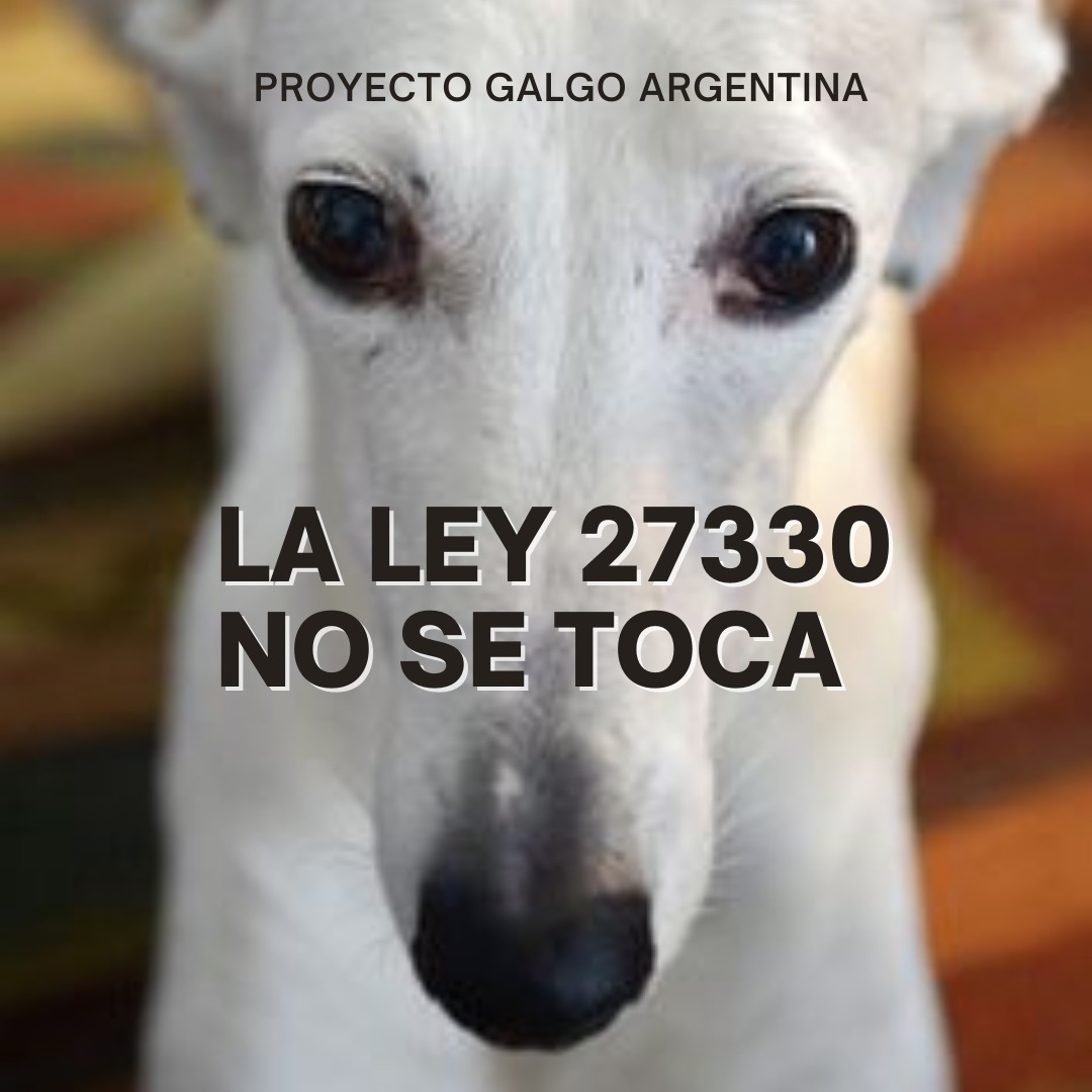 IedaCabb's tweet photo. #NoSeToca! Carreras de perros ES DELITO Y LO SEGUIRÁ SIENDO! https://t.co/gpjChc2Laj