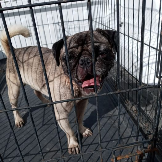 RealPaulMueller's tweet photo. URGENT - These #dogs are in San Diego, Texas - need out now - rural place and need every change they can get 361.562.1234 #adopt #foter #rscue #pledge #SouthTexas @rollca49 https://t.co/TuUvHedSXX