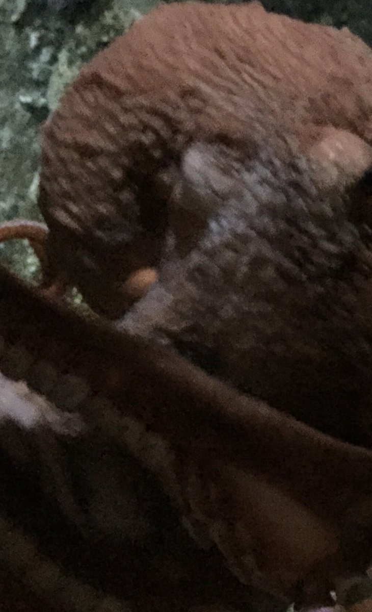 ocean_specific's tweet image. Gopro thief! We got it back. These small interactions make for huge connections and compound the need to protect our beautiful oceans.