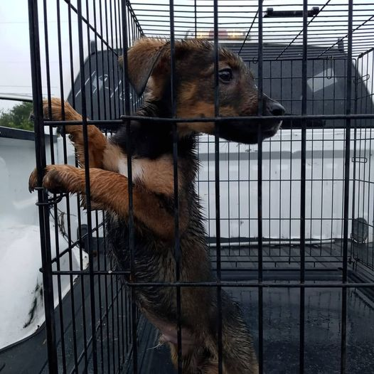 RealPaulMueller's tweet photo. URGENT - These #dogs are in San Diego, Texas - need out now - rural place and need every change they can get 361.562.1234 #adopt #foter #rscue #pledge #SouthTexas @rollca49 https://t.co/TuUvHedSXX