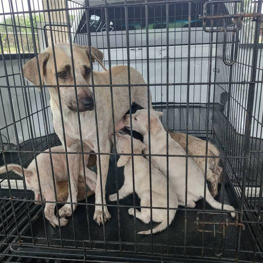 RealPaulMueller's tweet photo. URGENT - These #dogs are in San Diego, Texas - need out now - rural place and need every change they can get 361.562.1234 #adopt #foter #rscue #pledge #SouthTexas @rollca49 https://t.co/TuUvHedSXX